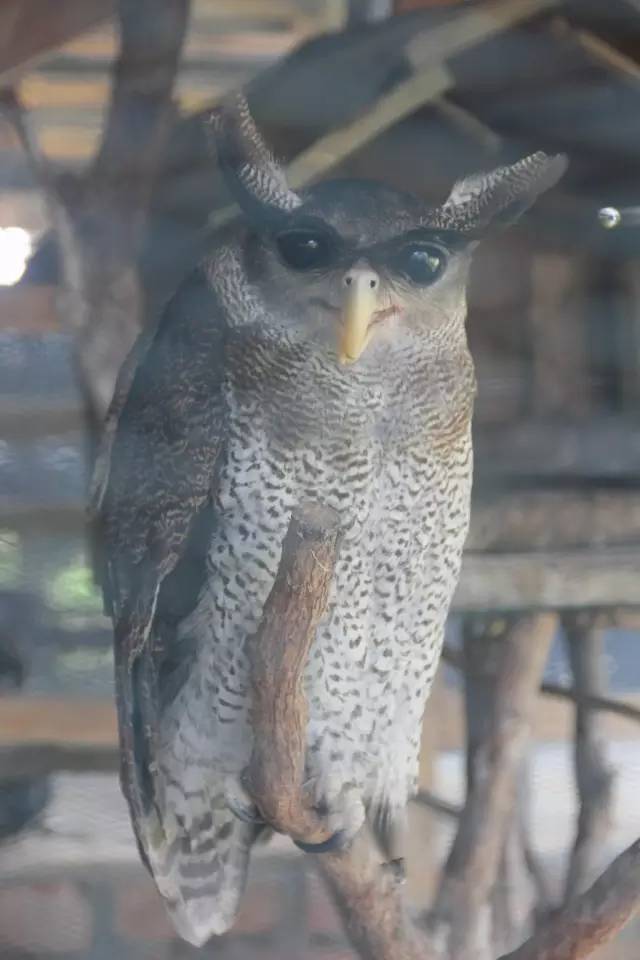 悦榕庄banyantree酒店,新加坡民丹岛酒店攻略