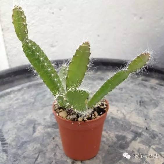 哪些植物吸收甲醛和防辐射,电脑旁边放什么植物防辐射最好