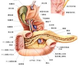 胰腺癌发病原因是什么引起,胰腺癌的发病病机