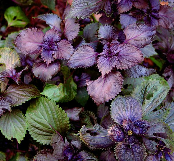 哺乳期食物中毒吃什么食物,预防食物中毒吃什么药