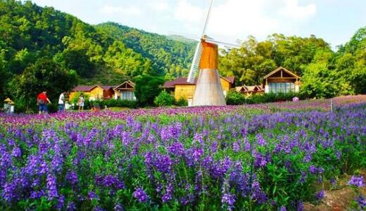 薰衣草什么时候开花最好看,衣草适合在什么季节开花