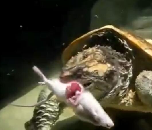 鳄龟活吞老鼠,鳄龟咬人瞬间死亡