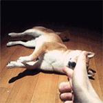 2019年十大假新闻案例,近五年的十大假新闻