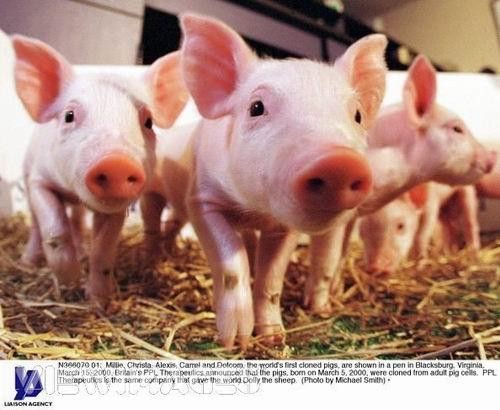 克隆猴成功的视频,两只克隆猴在中国诞生