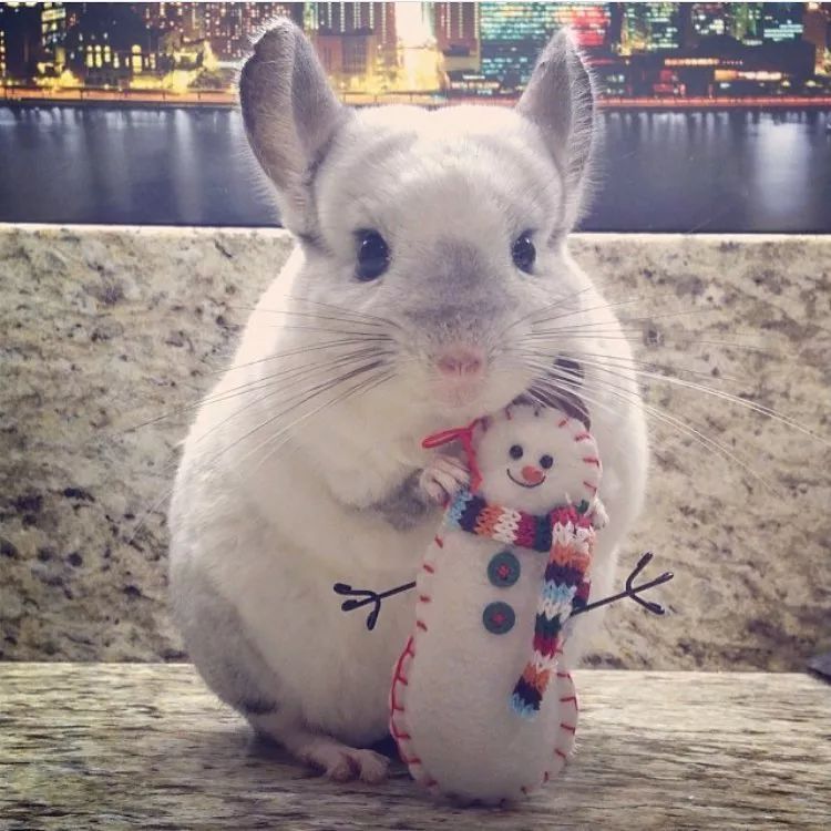 十二生肖驾到，时尚精们给我退下！