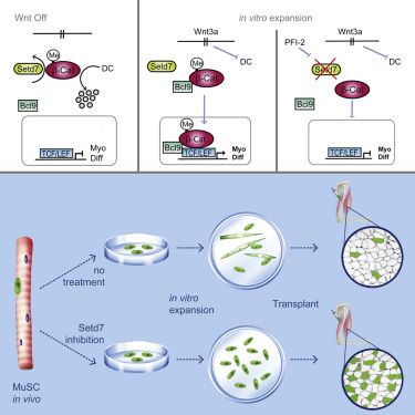 干细胞治疗肌营养不良症临床试验,肌营养不良干细胞最新突破