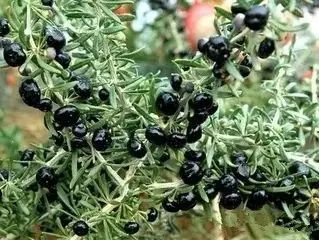 新疆南疆野生动物图片,南疆常见绿化植物