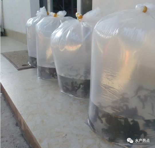 线纹海马什么品种好,线纹海马哪个品种好