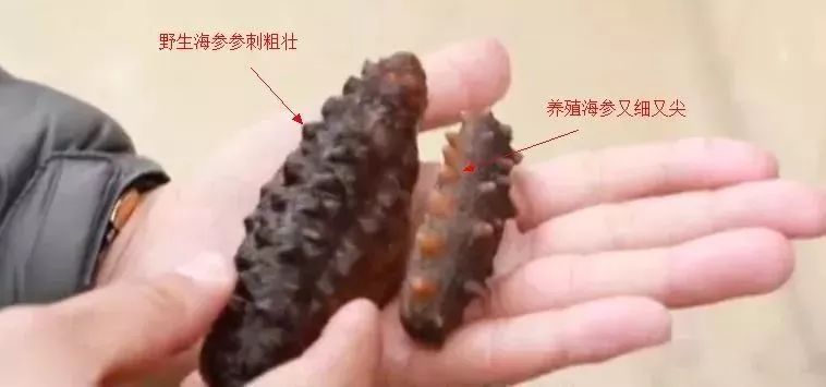 十块钱吃海鲜,吃海参的秘密