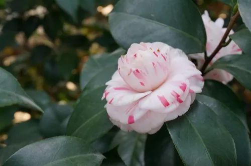 去山上看漂亮的茶花,周末赏茶花