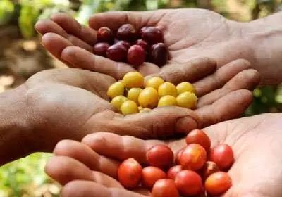 咖啡师入门必看的咖啡知识,精品咖啡学中咖啡的基本知识