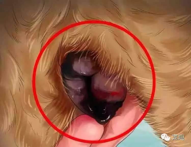 健康|狗妈妈生宝宝～产前、产后护理指导