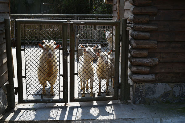 尼康d90加永诺50mmf1.8d怎么用,尼康50mm1.8g和永诺50mm1.8