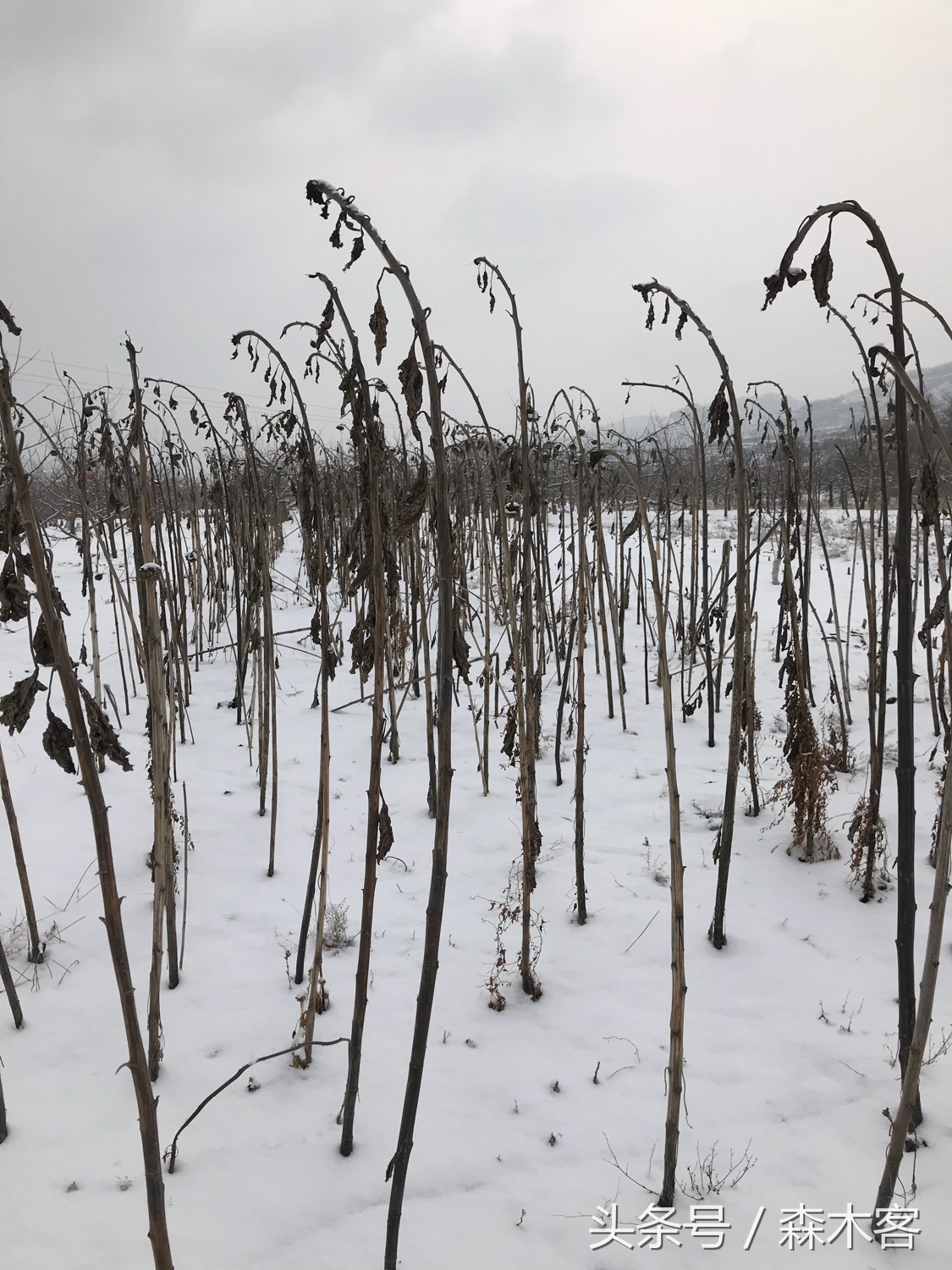 大雪后的城市美得一踏糊涂那么大雪后的西部高原是怎么样的呢