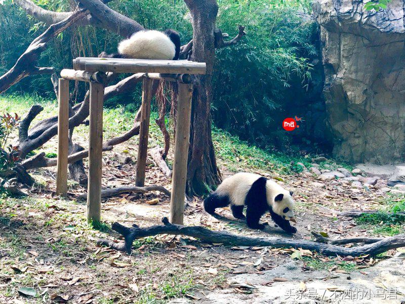 长隆野生动物园3天2晚亲子游,广州长隆野生动物园亲子游攻略