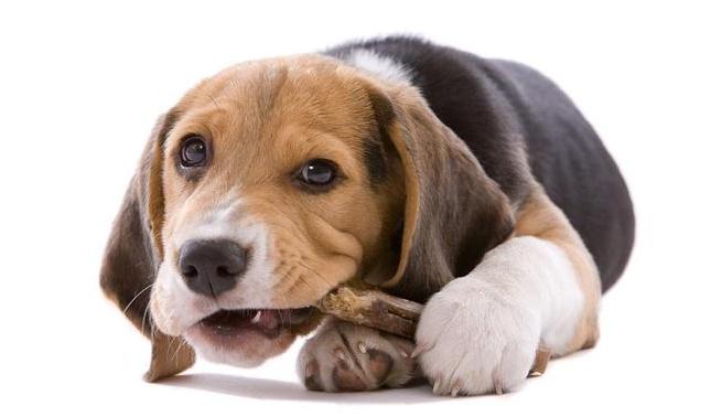 除了巧克力还有什么补充能量,除了巧克力还有哪些礼物