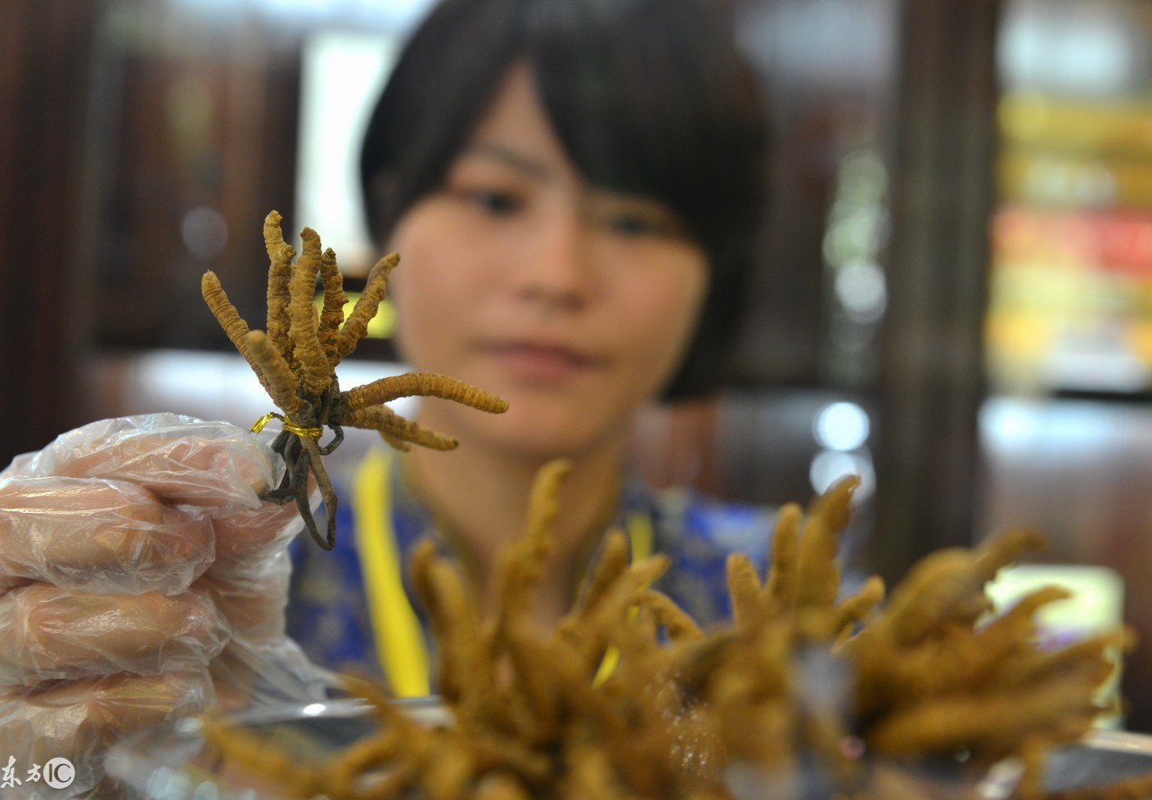 揭秘虫草市场,真正的虫草价格是多少