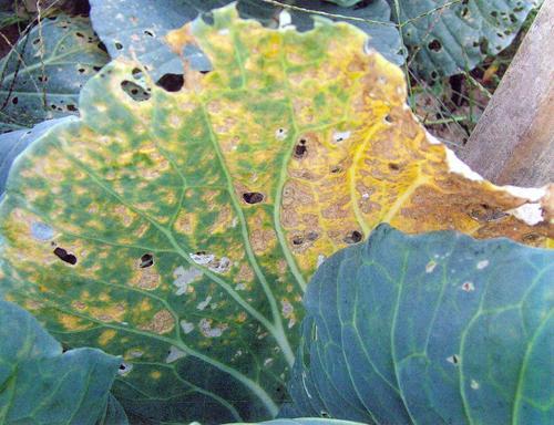 甘蓝黑腐病怎么防治,甘蓝的霜霉病怎么防治