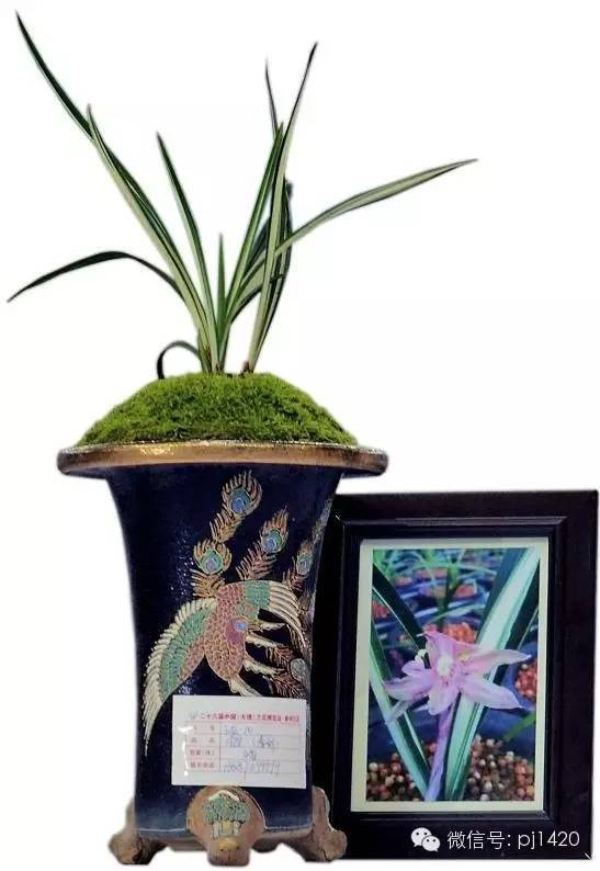 最名贵的兰花多少钱一棵,名贵的兰花多少钱一株