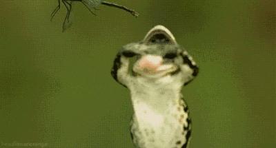 养蛙旅行,养蛙指南