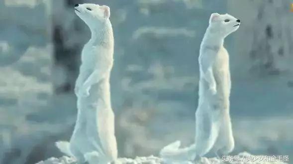 雪貂宝宝,雪貂和猫一起养