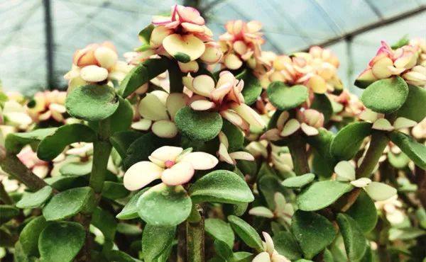 给长辈病人送花送什么花,给长辈送花适合送什么花