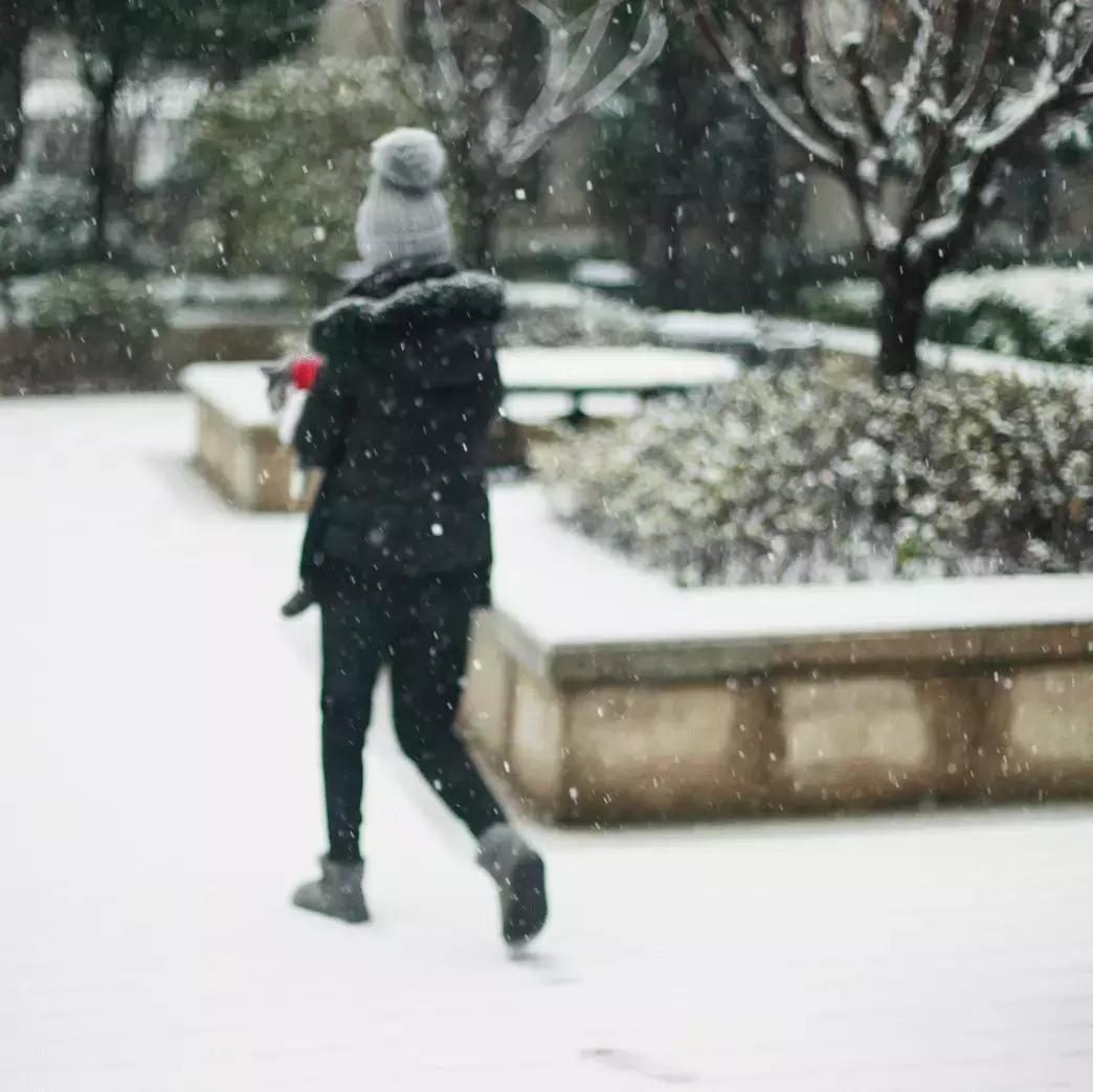 狗和猫的不同点有哪些,狗和猫在雪中的脚印有什么区别