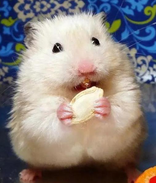 关于仓鼠最可爱的照片大全,仓鼠图片大全可爱萌图