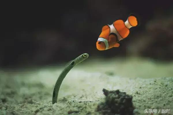 沙巴最美日落海滩,沙巴最美的岛是哪个岛