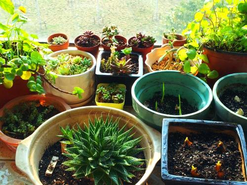 吸甲醛的植物生长好是靠甲醛吗,吸甲醛和苯的植物多久可以见效