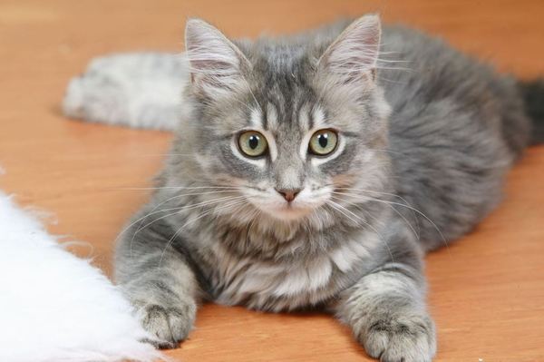 鐚枼铻ㄧ梾浼氫紶鏌撶粰浜虹被,鐚枼铻ㄧ梾浼氫紶鏌撶粰浜哄悧