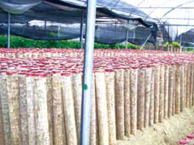 盆栽柱状金心巴西铁树规范化种植,金心巴西铁树养殖方法与技巧