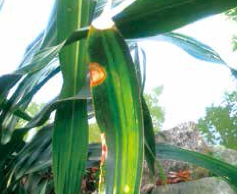 盆栽柱状金心巴西铁树规范化种植,金心巴西铁树养殖方法与技巧