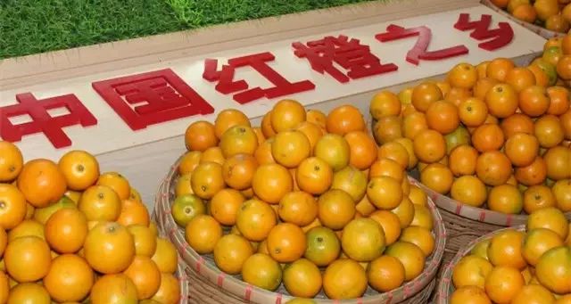 去湛江必去吃的生蚝,湛江生蚝美食之旅