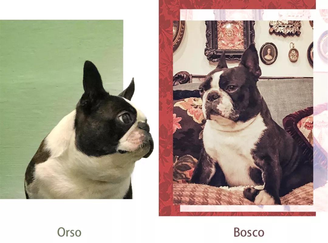 gucci虎年限定图片,gucci狗年版