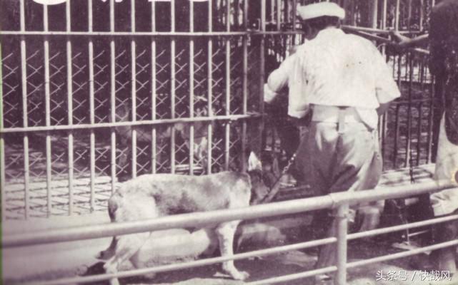 二战日本为何杀光动物园猛兽？一头逃走的黑豹造成东京大骚动