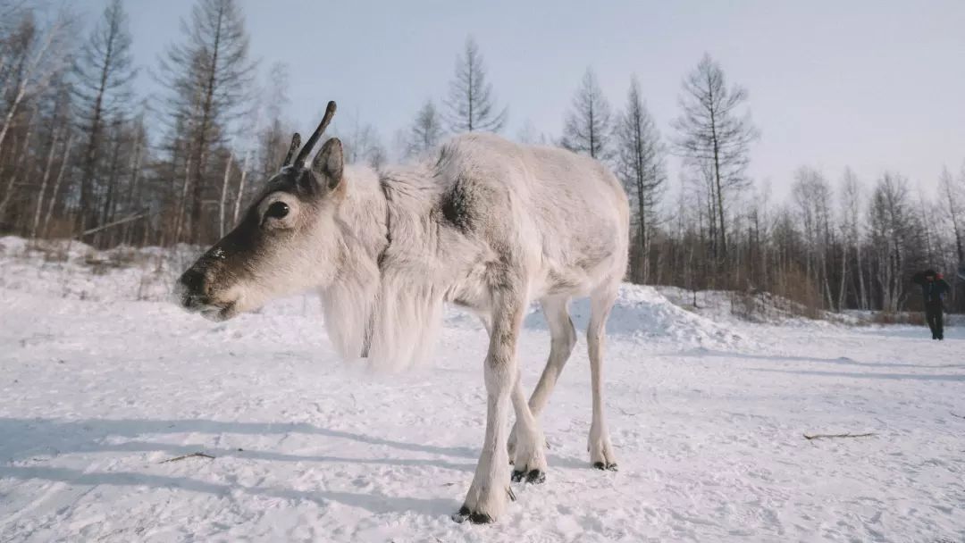 敖鲁古雅驯鹿部落开放季节,敖鲁古雅驯鹿部落美景