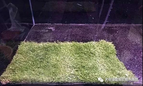 龙鱼和草缸怎么玩？用手玩！