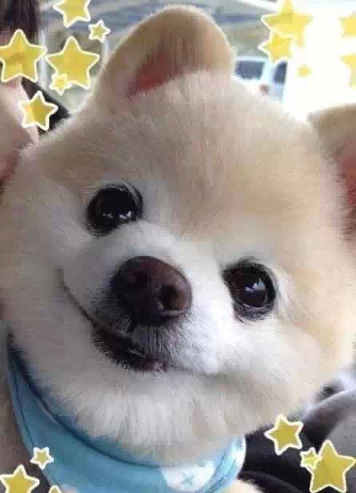 博美俊介是什么狗,博美犬俊介是什么意思