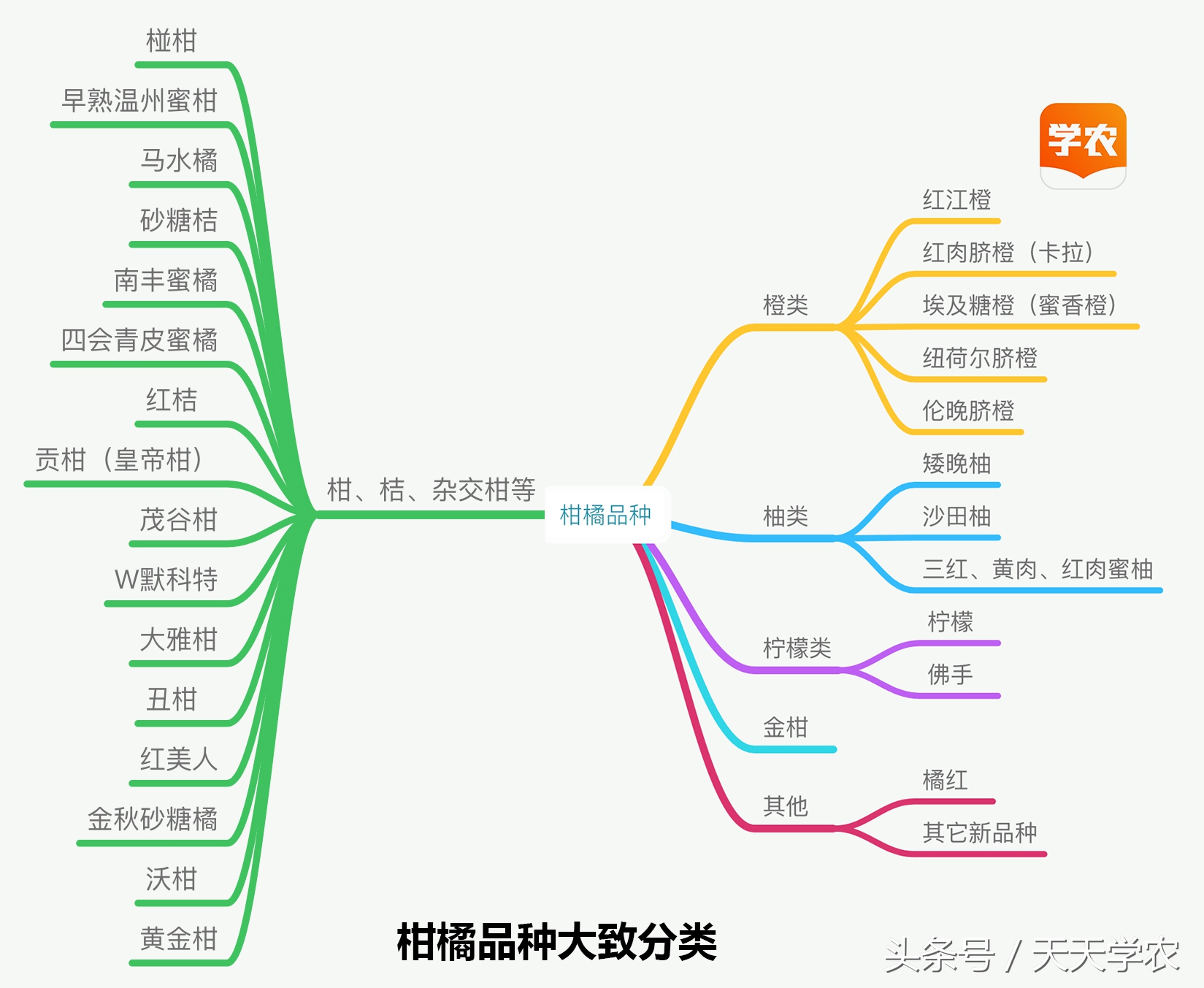 广西沃柑和象山红美人,柑橘品种大全绿柑