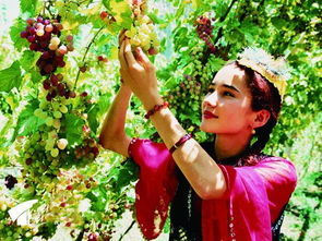 送礼新鲜玩意,从新疆去内地带什么特产