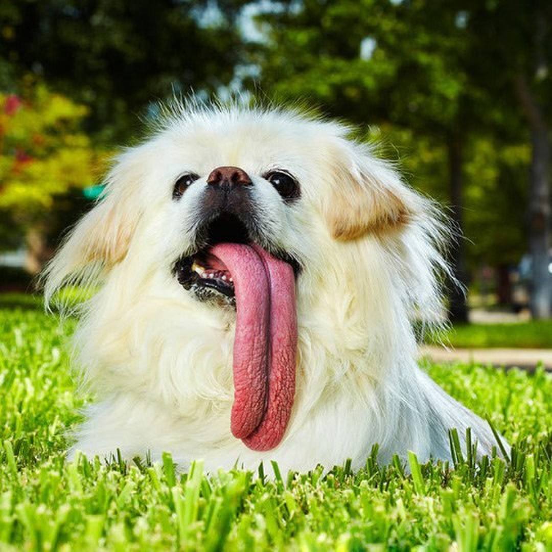 狗舔你是表示友好吗,狗舔你是因为喜欢你吗