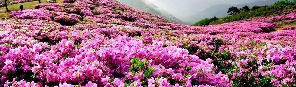 成都到贵州游玩的景点推荐理由,从成都到贵州旅游攻略自由行