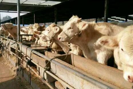 夏洛莱母牛多少钱一斤,夏洛莱牛200-300斤牛犊价格表