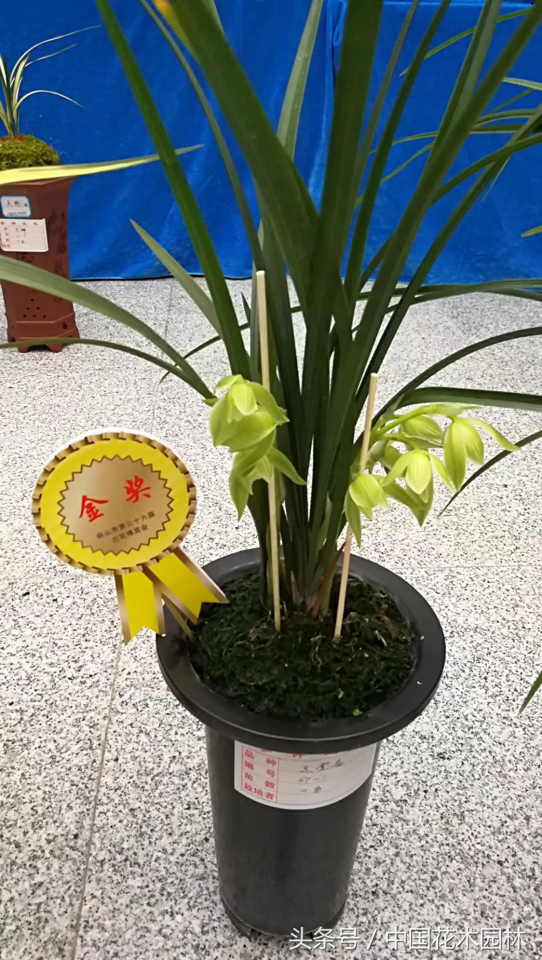 保山兰展获奖兰花图片,保山兰展特金奖兰花图片