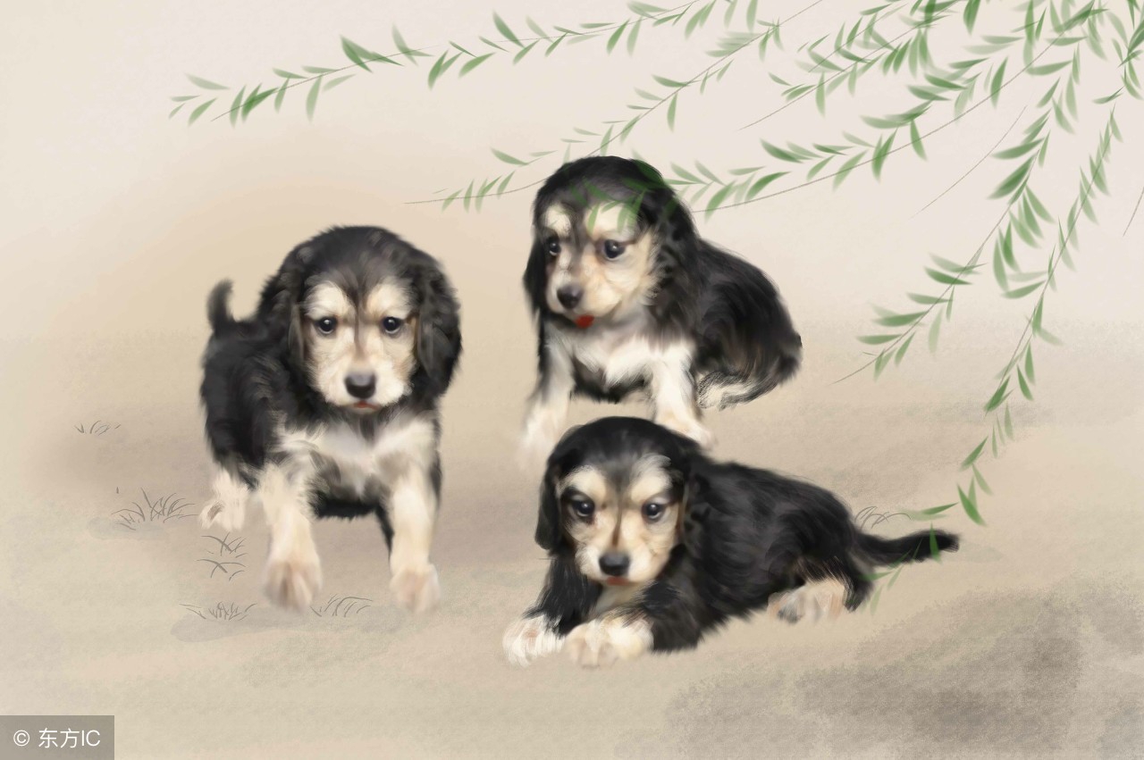 爸属鼠妈属狗生属什么宝宝好,爸爸属鼠妈妈属狗适合生什么宝宝