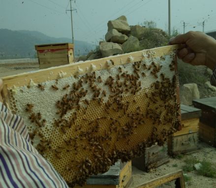 养蜂人揭秘中蜂,30年养蜂人教你如何辨别真假蜂蜜