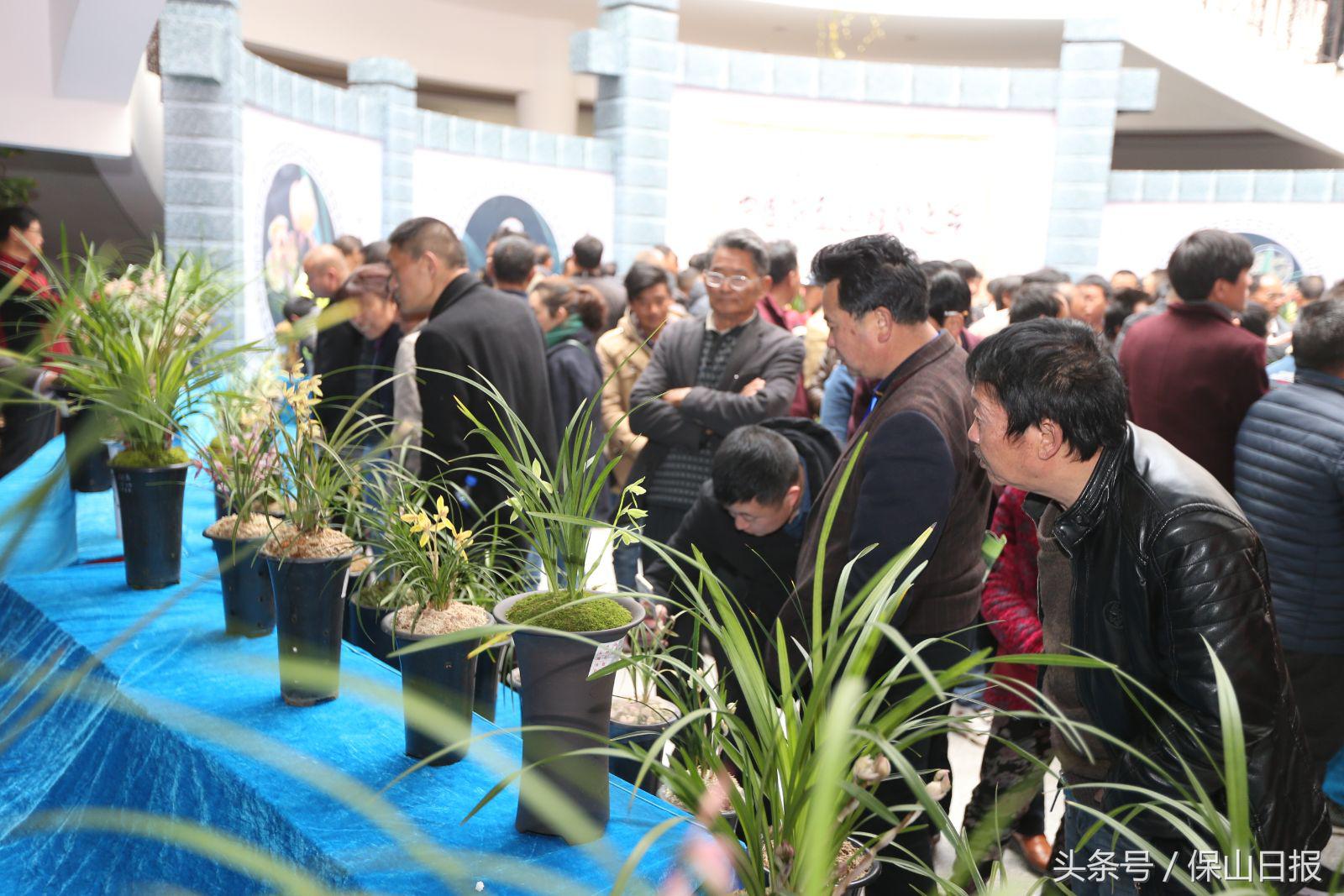 保山兰花展金奖,2019年昆明兰花展金奖兰花