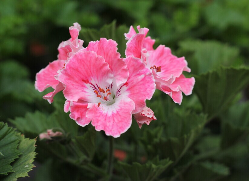 天竺葵好看又好养的品种有哪些 (天竺葵哪些品种漂亮好看又好养)