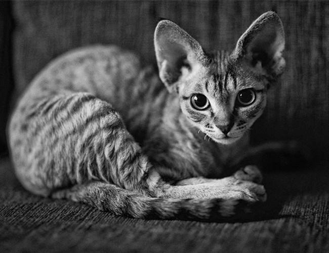 喵星人的3种类型,喵星人类型对照表